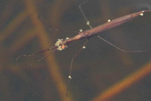 Hydrachna sp.