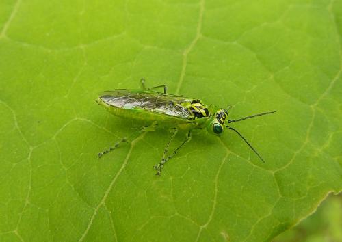 Réf. 158 294 : Rhogogaster chlorosoma