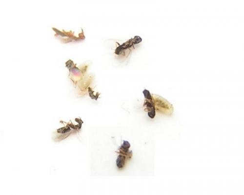 Melittobia acasta