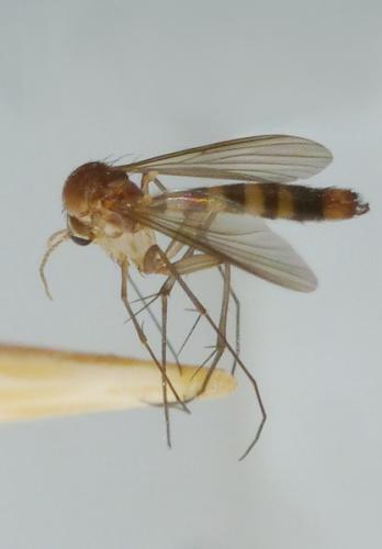 Rymosia fasciata