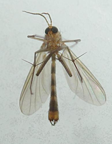 Rymosia fasciata