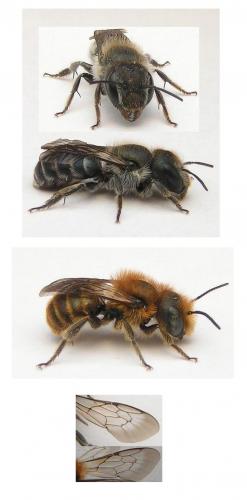 Osmia sp.