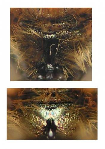 Osmia sp.