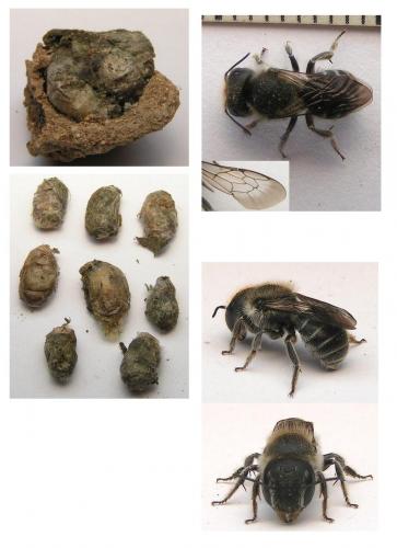 Osmia sp.