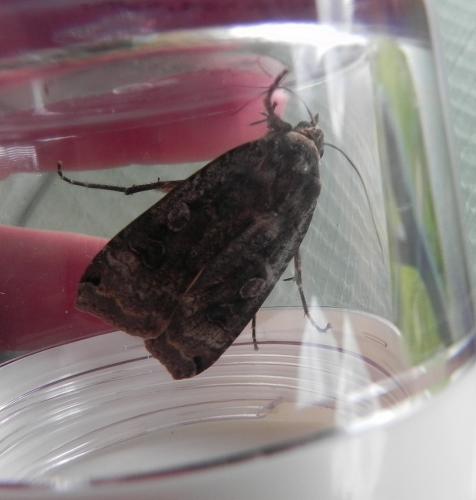 Noctua sp.