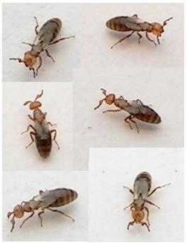 Melittobia acasta