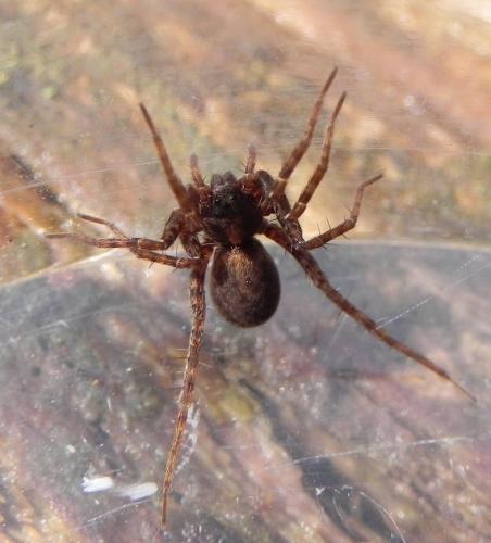Pardosa sp.