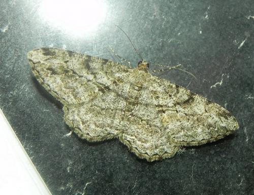 Peribatodes rhomboidaria