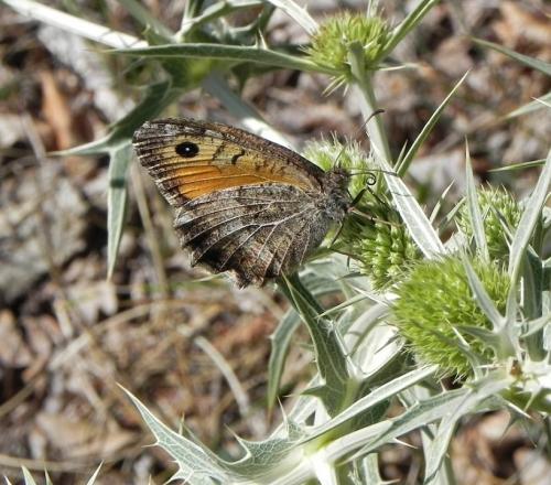 Arethusana arethusa