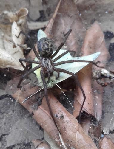 Eratigena atrica