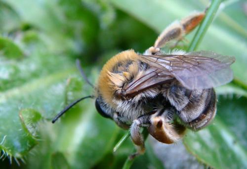 Eucera sp.