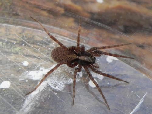 Pardosa sp.