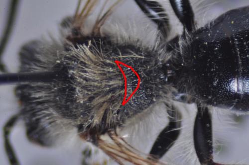 Andrena haemorrhoa