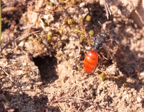 Réf. 158 854 : Sphecodes albilabris
