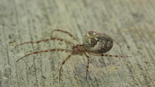 Metellina sp.