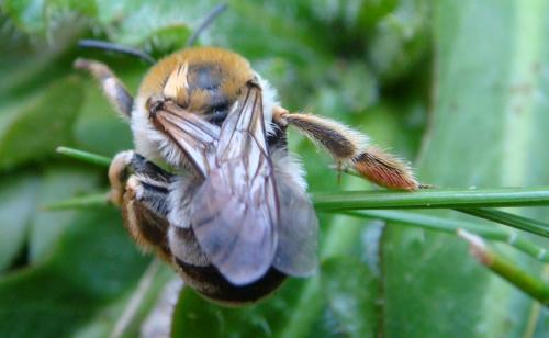 Eucera sp.