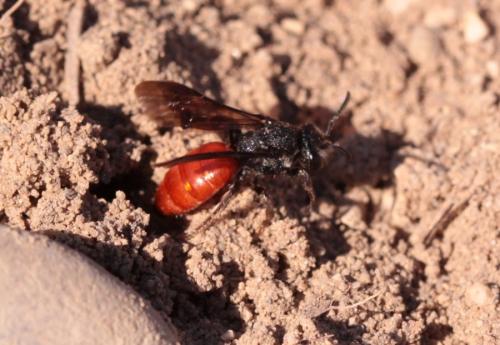 Réf. 158 851 : Sphecodes albilabris
