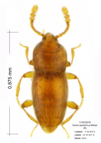 Cephennium dogueti