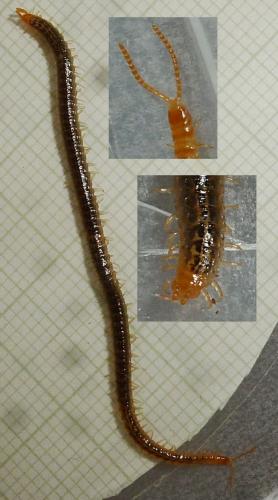 Henia vesuviana