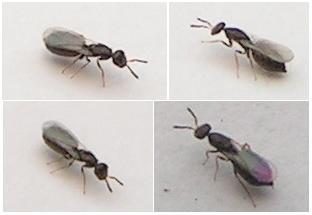 Melittobia acasta
