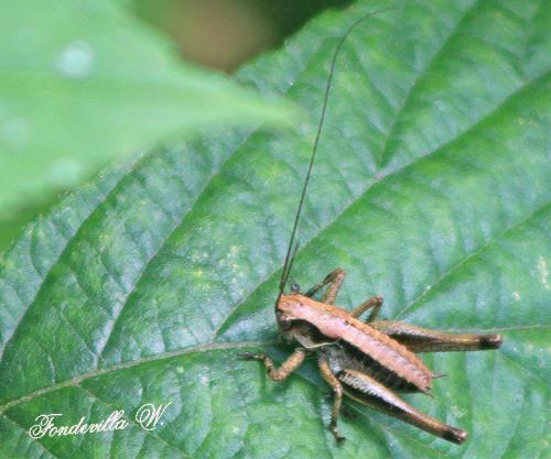 Réf. 158 633 : Pholidoptera griseoaptera