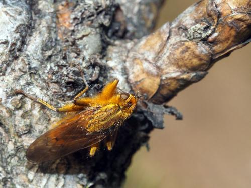 Scathophaga stercoraria