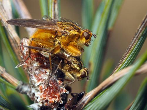 Scathophaga stercoraria