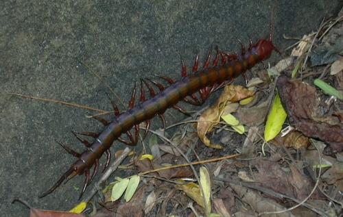 Scolopendra subspinipes