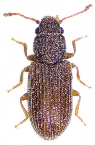 Réf. 158 959 : Berginus tamarisci