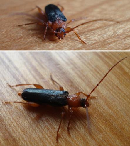 Réf. 158 105 : Phymatodes testaceus