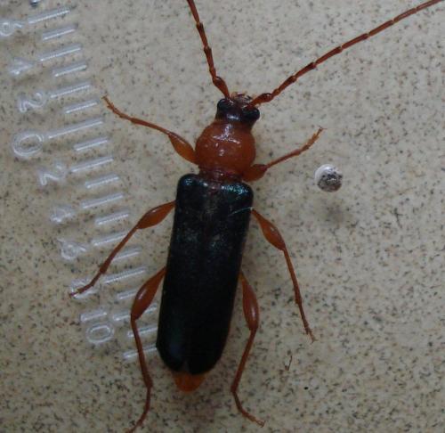 Phymatodes testaceus