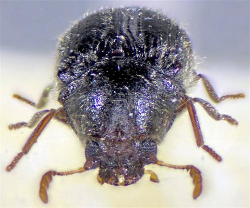 Réf. 158 583 : Stagetus pilulus