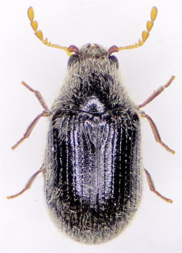 Stagetus pilulus