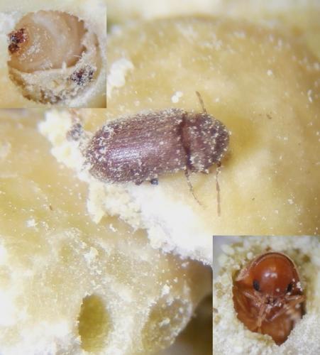 Stegobium paniceum