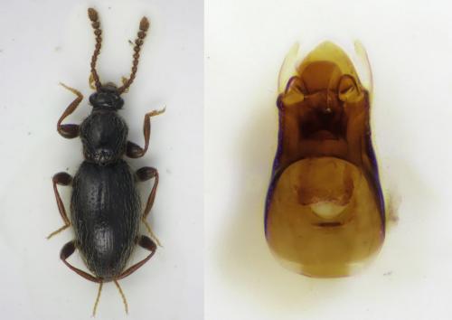 Réf. 158 085 : Stenichnus collaris