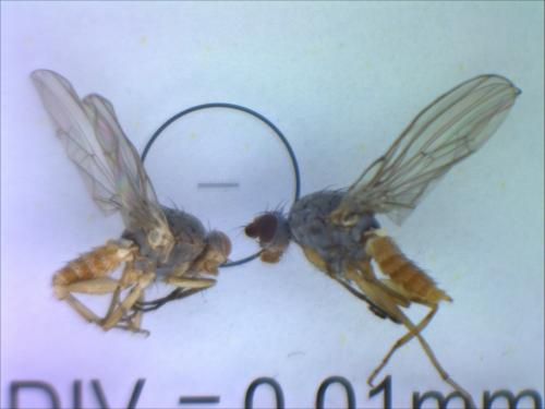 Tephrochlamys rufiventris