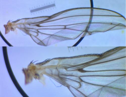 Tephrochlamys rufiventris