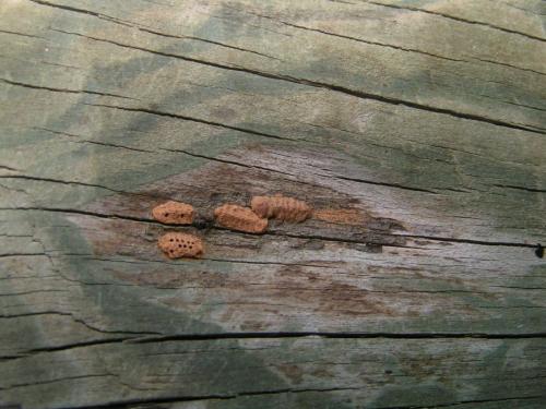Agalmatium flavescens