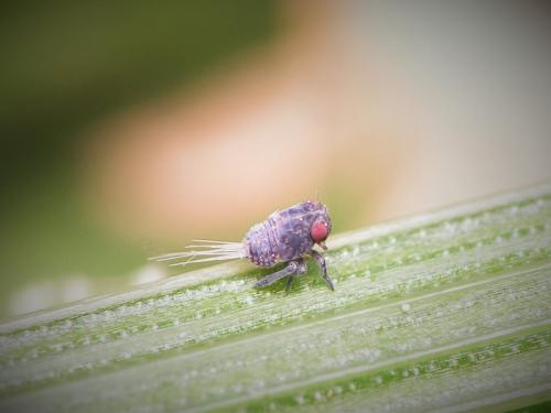 Agalmatium flavescens