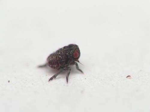 Agalmatium flavescens