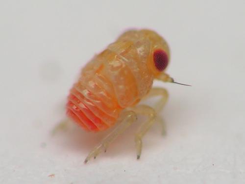 Réf. 158 663 : Agalmatium flavescens