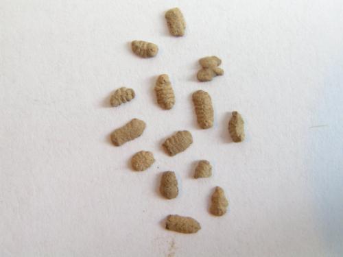 Agalmatium flavescens