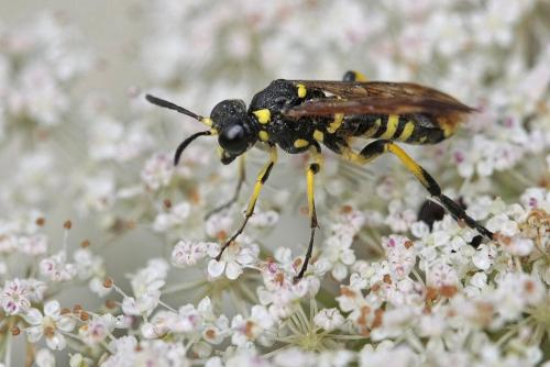 Réf. 158 030 : Tenthredo (marginella-thompsoni)
