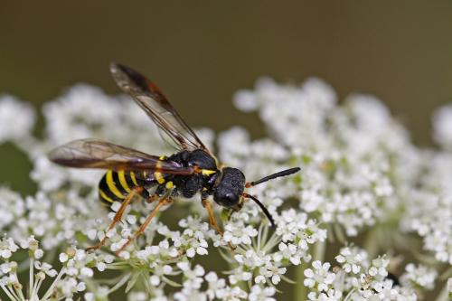 Tenthredo sp.