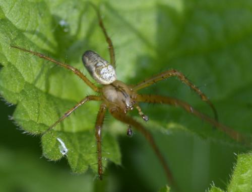 Metellina sp.