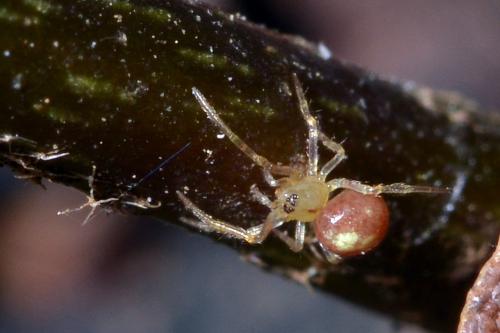 Réf. 158 869 : Neottiura bimaculata