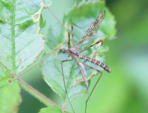 Epiphragma ocellare