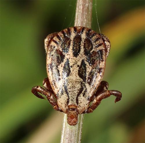 Dermacentor marginatus