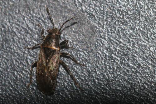 Réf. 158 303 : Heterogaster urticae