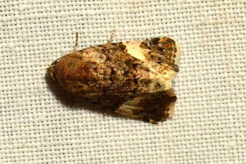 Tyta luctuosa